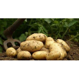 Pomme de terre ditta bio,...