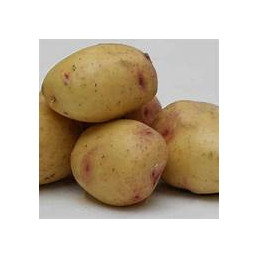 Pomme de terre carolus ( a...