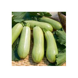 courgette amalthée (verte...