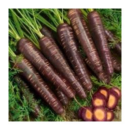 Carotte violette bio de...